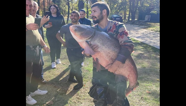 Џиновска риба од видот толстолобик извлечена од езерцето во Градски парк