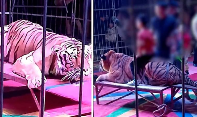 Мали деца јаваат тигар, а родителите плаќаат и ги сликаат: По шокантната снимка – циркусот е затворен