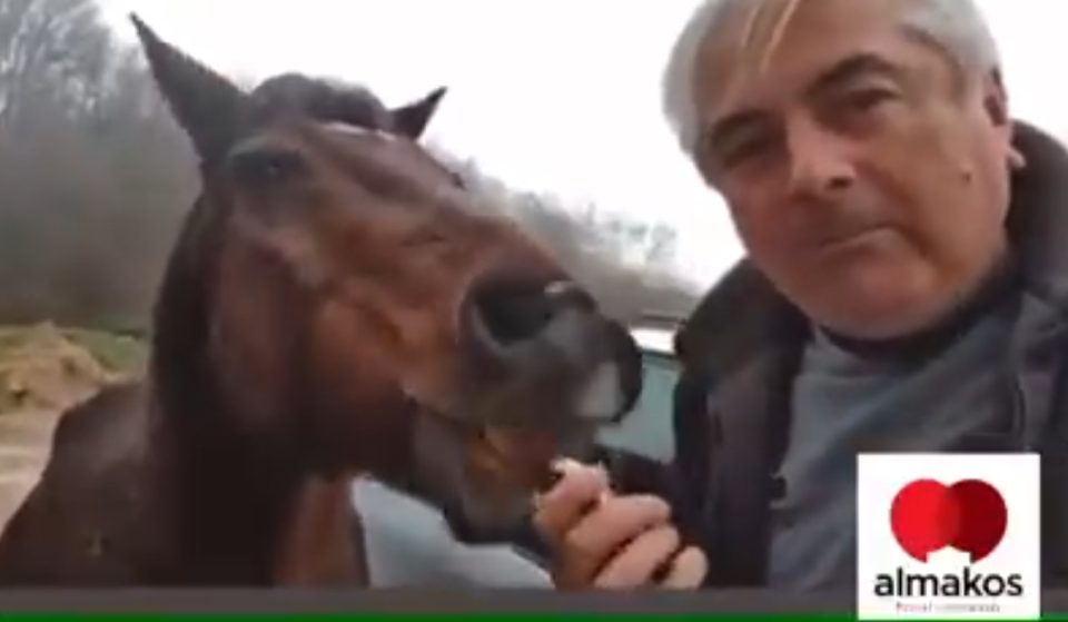 Скандалозно видео: Братот на Ахмети рани коњ со чоколадо