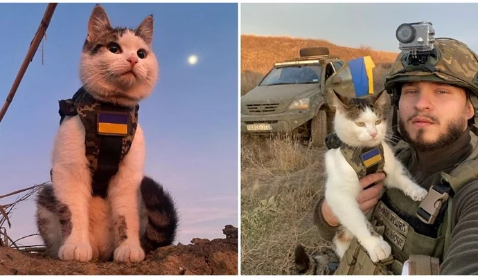 Мачките им носат утеха на украинските војници