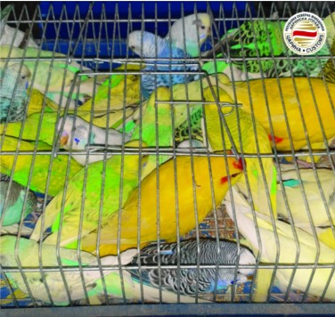 Запленети 47 папагали на граничниот премин Табановцe: Српски државјанин сакал да ги внесе во Македонија без дозвола
