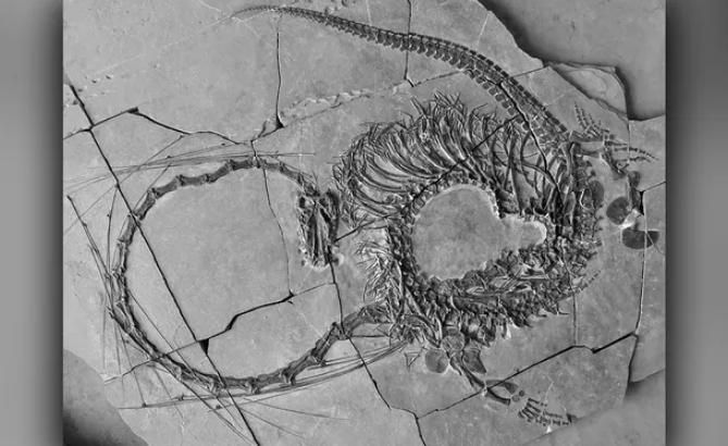 Откриен целосен фосил на подводен диносаурус стар 240 милиони години