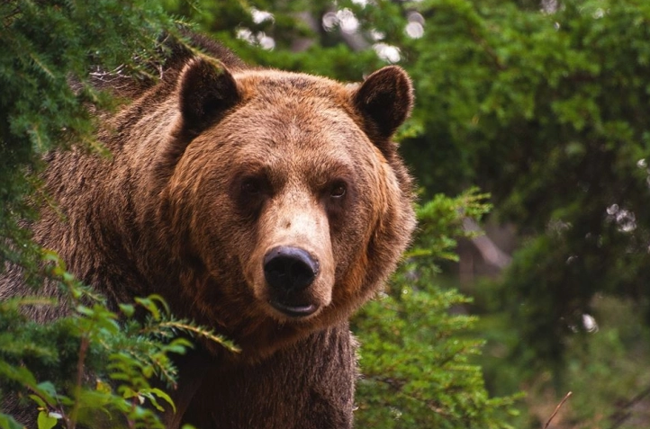 Жител на Форино пријавил дека мечка му дошла во дворот на имотот