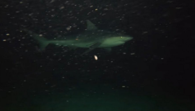 Патник на крузер спушти камера во океанот: Погледнете што се појави од морничавата темнина