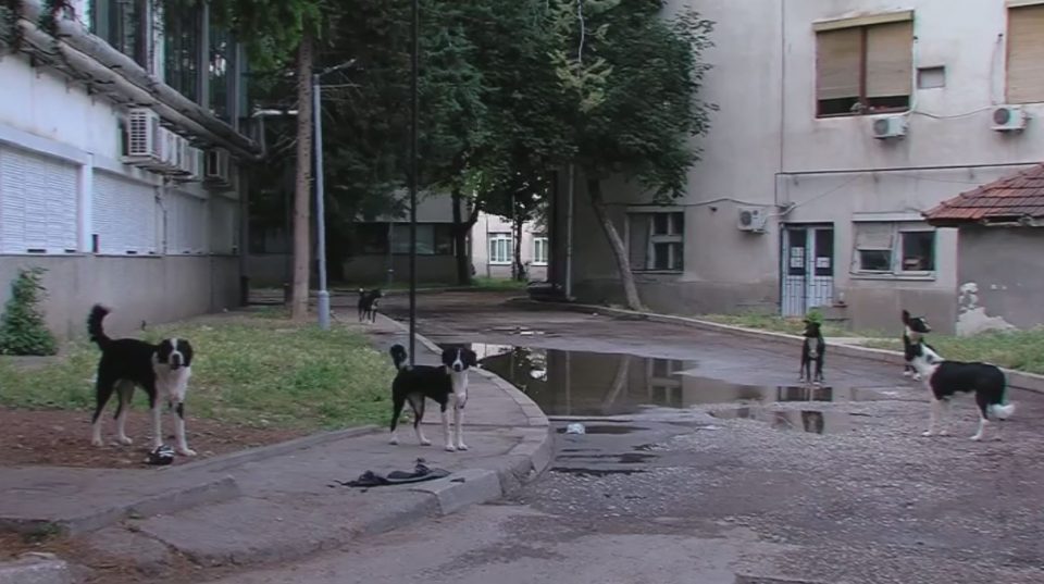 Глутницата во Клинички нападна маж, тој падна и се повреди додека бегаше