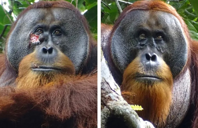 Неверојатна случка во Индонезија: Орангутан забележан како си ја лекува раната со помош на билки
