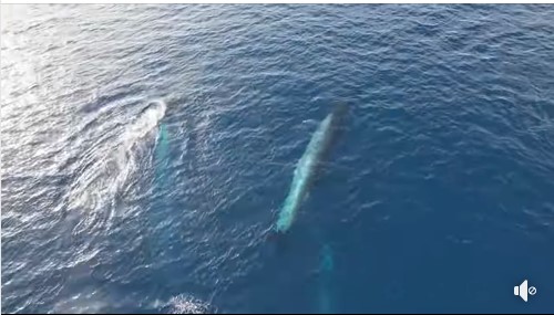 Kитови забележани во Јадранското Море: Апел до туристите и до локалното население да не им приоѓаат