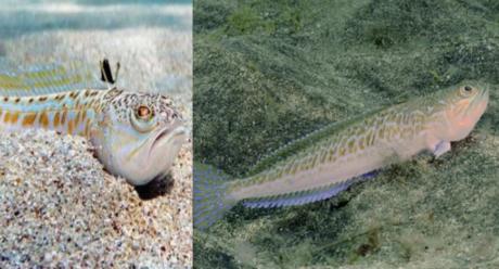Отровна риба-змеј демне во Грција, Хрватска, Црна Гора и во Албанија
