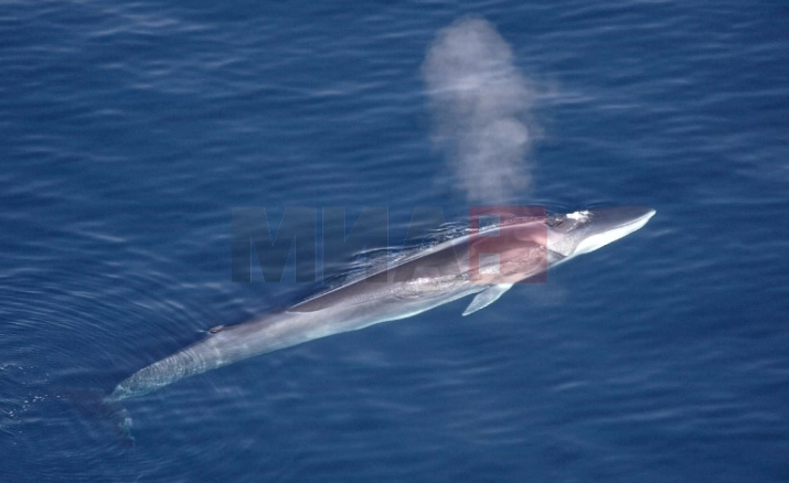 Во Јадранското Море се појави кит, апел до туристите и до населението да не му приоѓаат