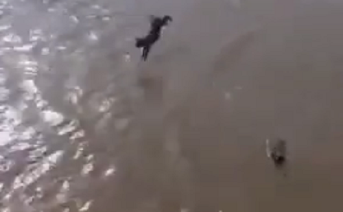 Изживување врз две мали кучиња кои се фрлаат во река
