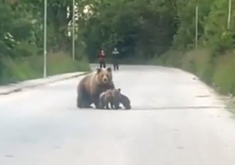 Мечка со две мали мечиња излезе на пат во Маврово