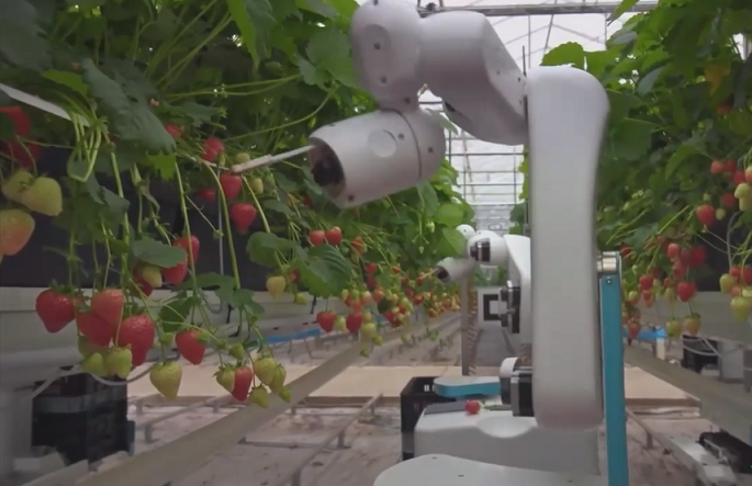 Оценуваат дали плодовите се зрели, ги берат, ги пакуваат: Употребата на роботите се повеќе навлегува во земјоделската индустрија