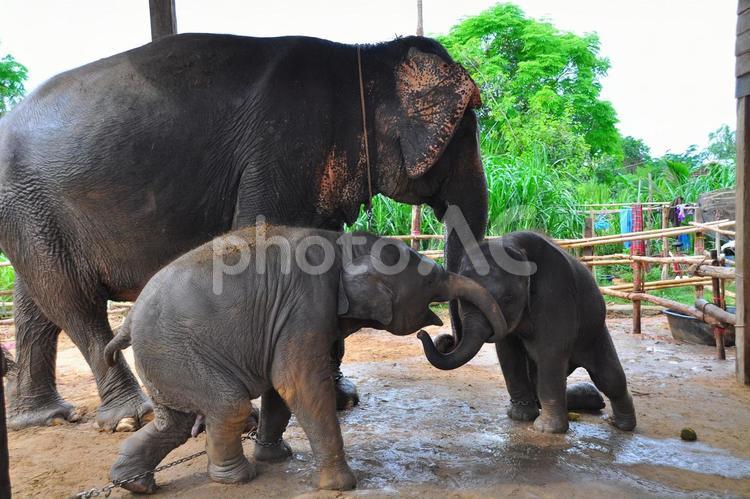 Многу редок случај: Слончиња близнаци родени во Тајланд