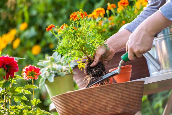 Пет растенија што можете да ги засадите ако вашата тераса е во сенка