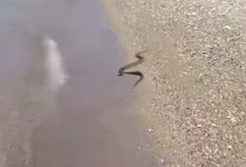 Се слушаат врисоци: Во Грција снимена огромна змија на плажа