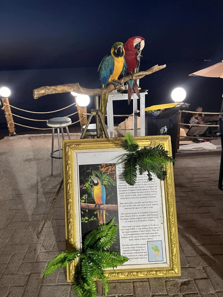 20.000 евра казна за пресечените крилја на двата папагали во Пефкохори