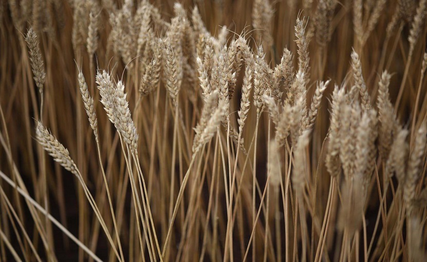 Русија го зголеми својот удел на врвот на светскиот пазар на пченица