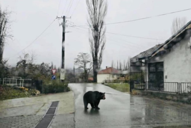 Мечка се прошета низ село во Ранковце, Ловното здружение предупредува: Не смее да се убива